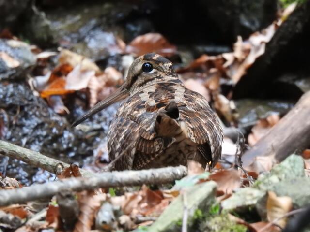Waldschnepfen sind eine wahre Spezialität: Im Bezirk wurden in der Jagdsaison 2020/21 50 Schnepfen geschossen. | Foto: Franz Reinthaler