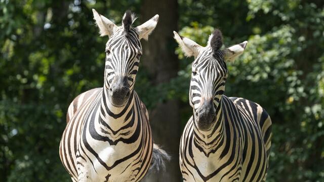 Foto: Tierpark Stadt Haag/Lukas Bayerl