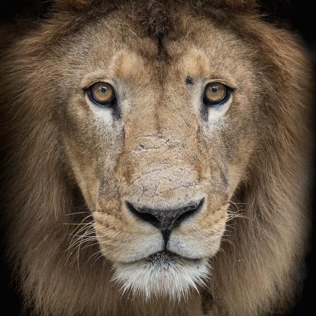 Foto: Tierpark Stadt Haag/Lukas Bayerl