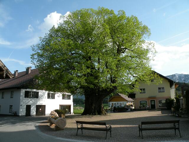 Rund um die „Tausendjährige Linde“ werden in Faistenau „zehn Jahre Gesunde Gemeinde“ gefeiert“.  | Foto: Tourismusverband Faistenau