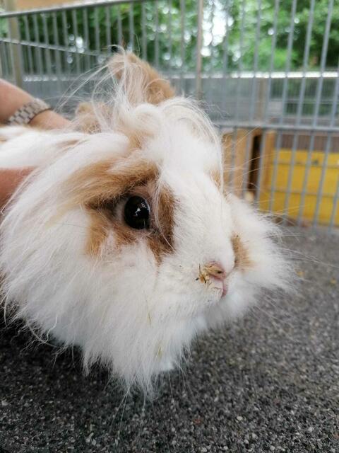 Hauskaninchen Candy sucht ebenfalls ein neues Heim.