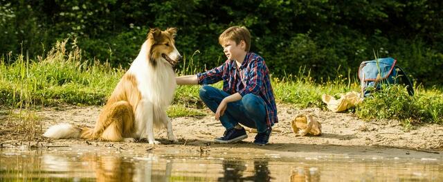 Der neueste Film "Lassie – Eine abenteuerliche Reise" war im Februar 2020 in den Kinos. | Foto: 2020 Warner Bros.