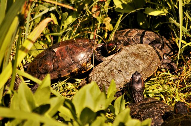 ein Teil der Wasserschildkröten 