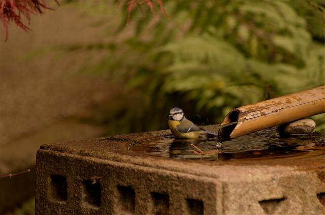 Die Vögel - hier Blaumeise - nutzen das Quellbecken gerne zum Trinken und Baden 