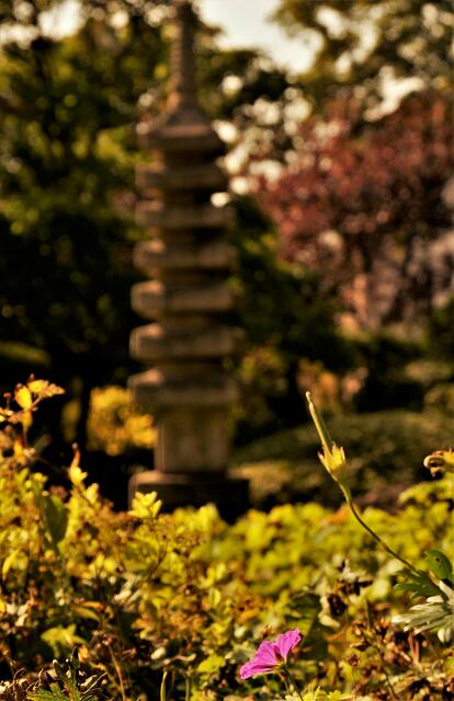 Schönmalve mit Pagode im Hintergrund 