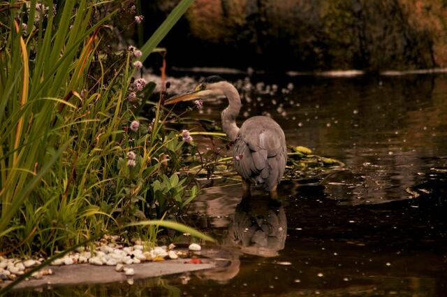 Graureiher auf der Suche 