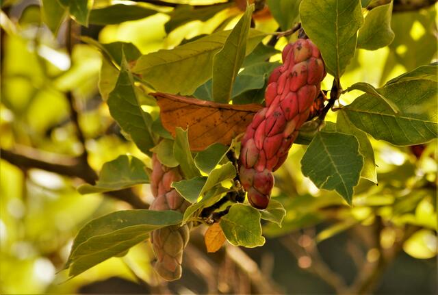 Frucht der Magnolie im Herbst (giftig) 