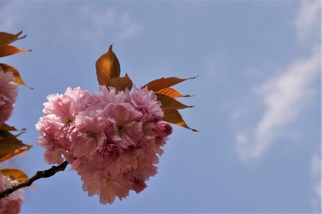 Kirschblüte im Frühling 