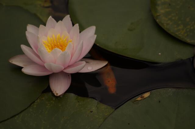 Seerose mit Goldfisch 