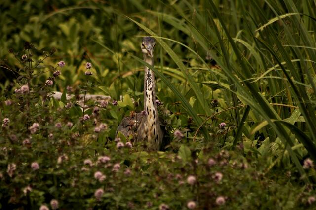 Graureiher im Tarnmodus 