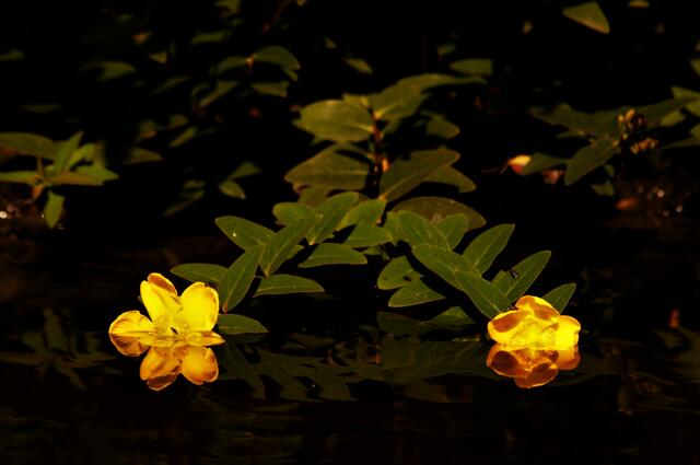 Blütenspiegelung im Wasser 
