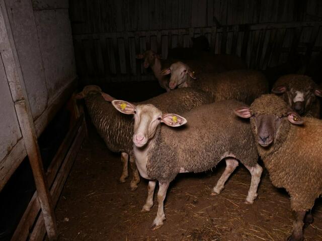 Die Tiere seien tagelang in finsteren Ställen dahinvegetiert.