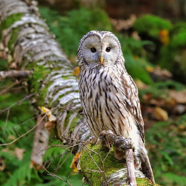 Tauchen Sie ein in den Nationalpark Bayerischer Wald;  ein Stück Wildnis, wo die Natur unangetastet bleibt.
 | Foto: mindjazz pictures