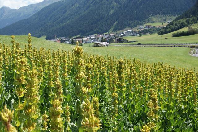 Der Gelbe Enzian gedeiht prächtig – in ca. drei Jahren können die Wurzeln der Heilpflanze
geerntet werden. | Foto: Othmar Kolp