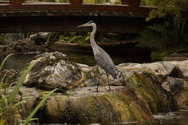 Graureiher im Setagayapark