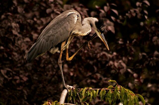 Graureiher zu Besuch im Setagayapark