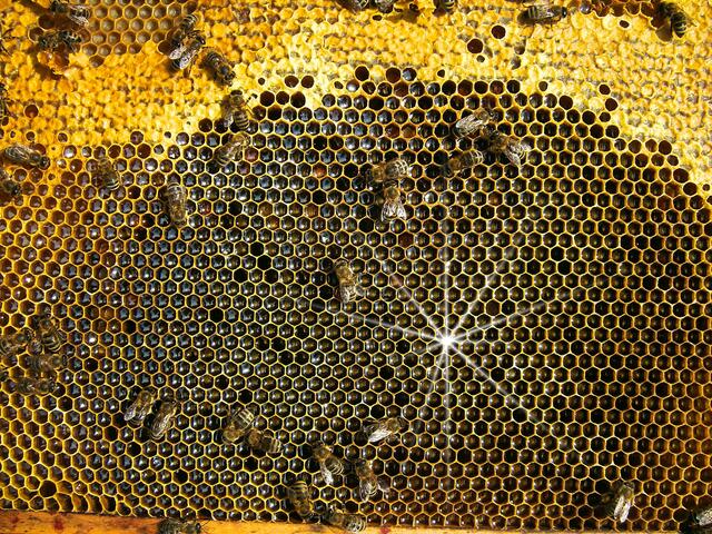 35 Goldmedaillen gingen an die Honige des Bezirks Voitsberg.