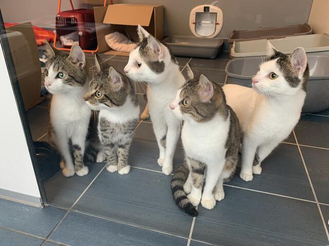 Die Katzen werden aufgepäppelt, bevor sie an hoffentlich liebevollere Besitzer abgegeben werden können.