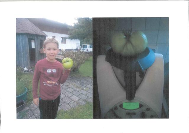 Die Tomate von Bastian Haller (10 Jahre) brachte stolze 810 Gramm auf die Waage. | Foto: privat