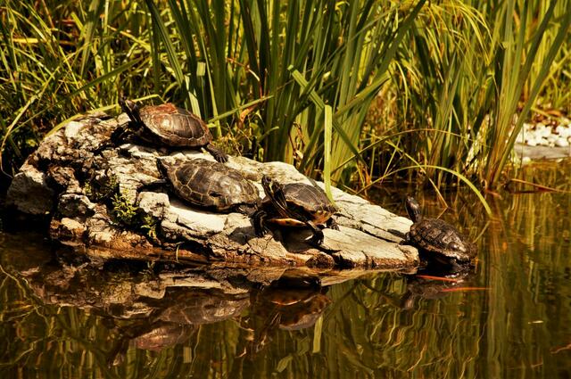 Wasserschildkröten genießen die Sonne 