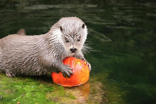 Fischotter und Co freuen sich schon auf Halloween im Salzburger Zoo. | Foto: Zoo Salzburg