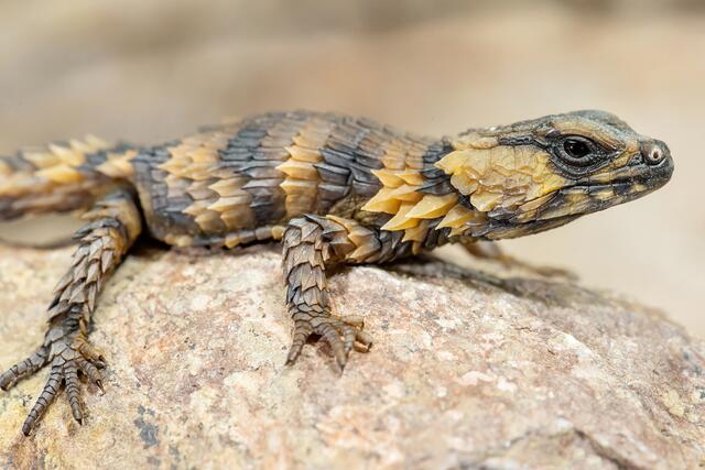 Den Namen "Mini-Drachen" tragen sie zu recht