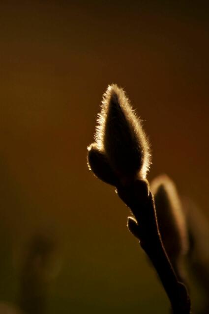 nächsten Frühling erblüht wieder eine Magnolie 