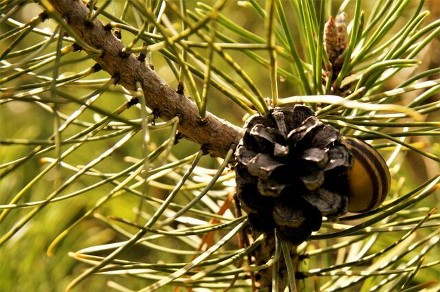 Schneckchen versteckt sich 