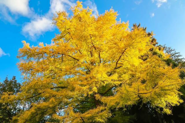 Traumhaft: Der goldene Herbst macht seinem Namen alle Ehre.