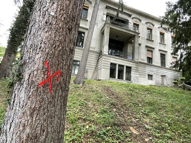 Ist dieser markierte Baum vom Borkenkäfer befallen? Laut Bauherrn Michael Kuenburg sollen nur kranke Bäume entfernt werden.