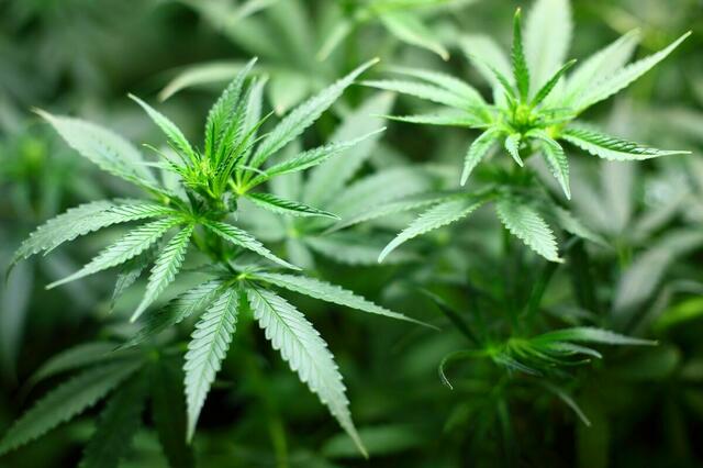 Zwei Personen aus dem Bezirk Liezen stehen im Verdacht, eine Marihuana-Aufzucht im Wald betrieben zu haben. | Foto: Pixabay/7raysmarketing