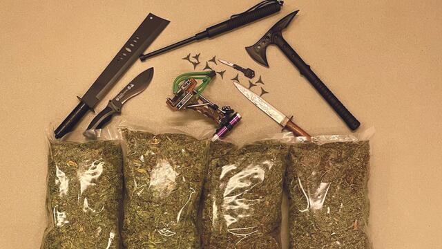 Nach umfangreichen Ermittlungen gelang es Kriminalisten aus dem Flachgau eine Cannabisaufzucht aufzulösen. Verantwortlich dafür ist laut Polizei ein 54-jähriger Flachgauer, der die Cannabispflanzen in seinem Swimmingpool im Garten züchtete.