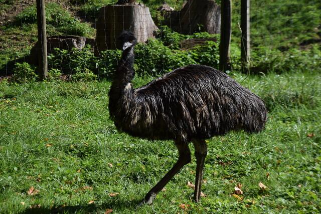 Endlich muss der Emu nicht mehr namenlosen durch sein Areal spazieren: