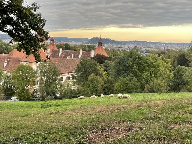 Seit Kurzem weidet eine Schafherde auf dem Hang hinter dem Schloss Eggenberg.