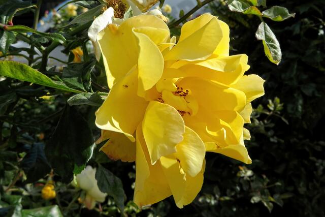 Die schöne Rose begegnete uns auf dem Weg zur Au