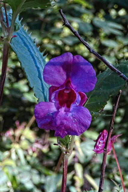 Ein Springkraut. Seine Verwandte, die Balsaminen, gelten als lästige pflanzliche Invasoren