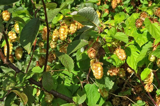 Hier hat der Hopfen das Malz verloren..
