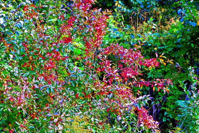 Gezoomte herbstlich bunte Au-Sträucher entwickeln manchmal ein erstaunliches farbliches Eigenleben! 