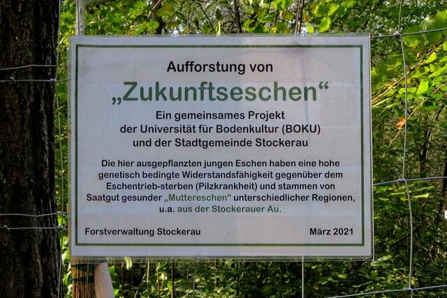 Die (gezüchtete) Zukunftsesche ist die Hoffnung der Botaniker angesichts des Eschentrieb-Sterbens