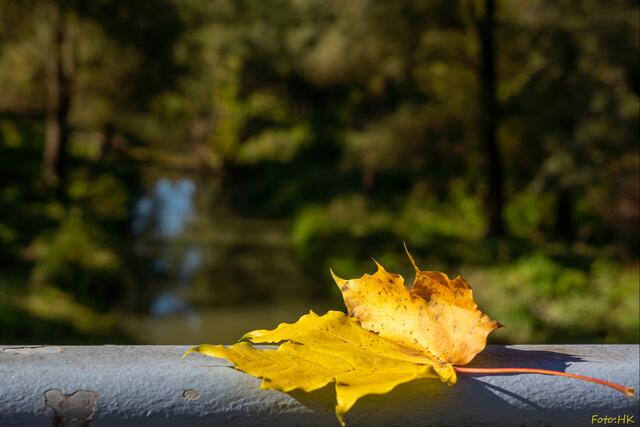 Ein Herbstmotiv