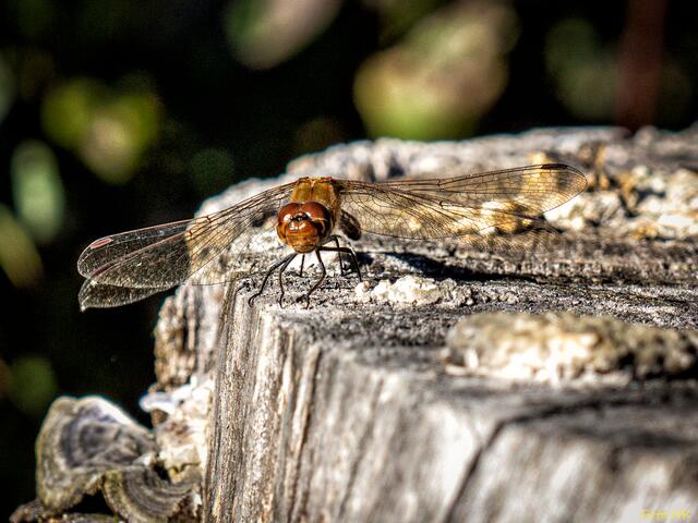 Die Libelle hielt bereitwillig still für ein Foto