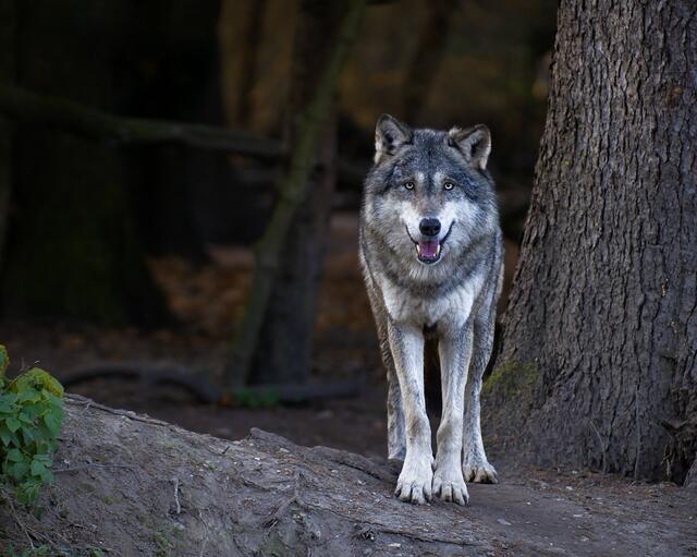 Das Thema Wolf wird die Gailtaler wohl noch einige Zeit beschäftigen. | Foto: panthermedia_net/1Snooky