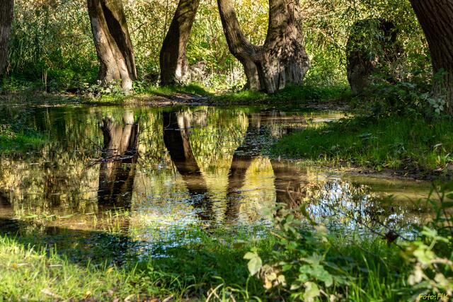 Bei höherem Wasserstand tritt das Wasser über das Ufer und sorgt für interessante Spiegelbilder