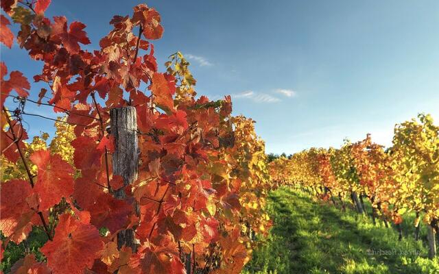 Wachau im Herbst | Foto: Weninger