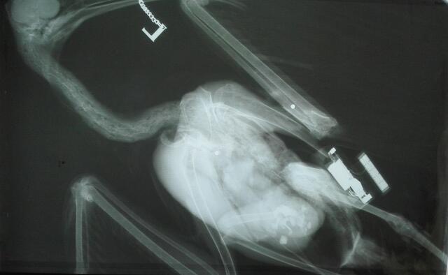X-ray if Dieks body, one pellet in the body centre and one in a wing; the GPS-transmitter in a shifted position.