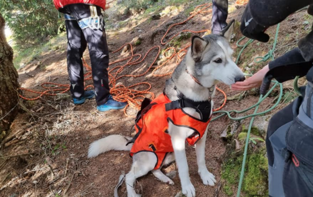 Der gerettete Husky.