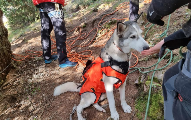 Der gerettete Husky. | Foto: Bergrettung Villach 