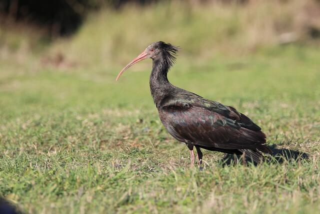 Der Waldrapp, ein unter Schutz stehendes Tier.