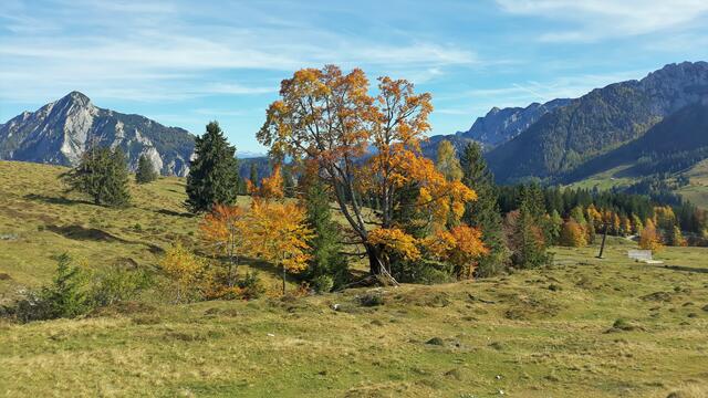 Herbstliches Farbenspiel