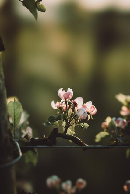 Die Apfelblüte hegt und pflegt die Familie.